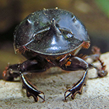 Catharsius sesostris